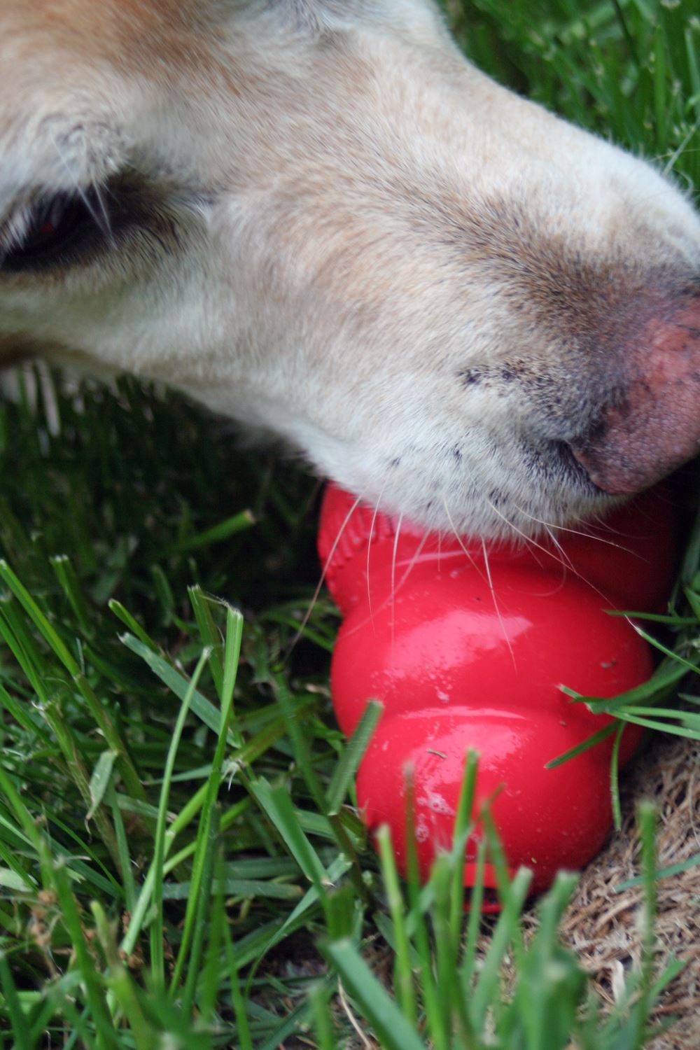 Hund mit rotem befüllbarem Kauspielzeug