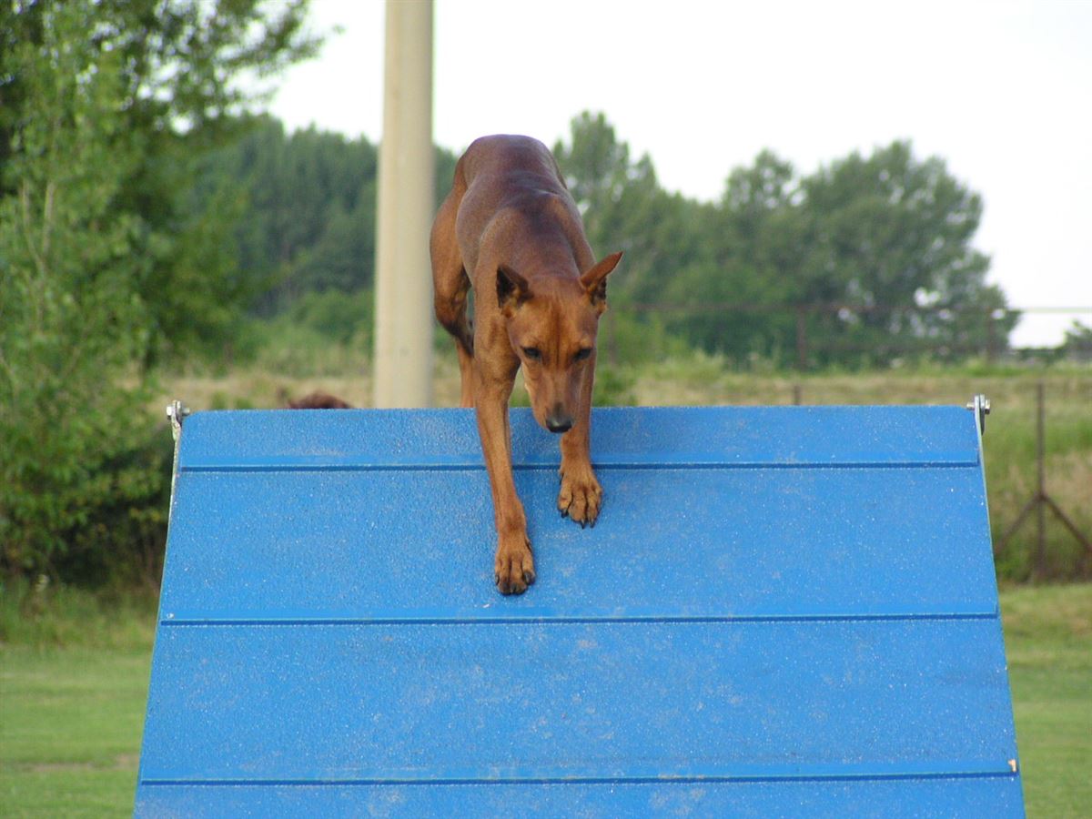 Hund läuft über eine Rampe