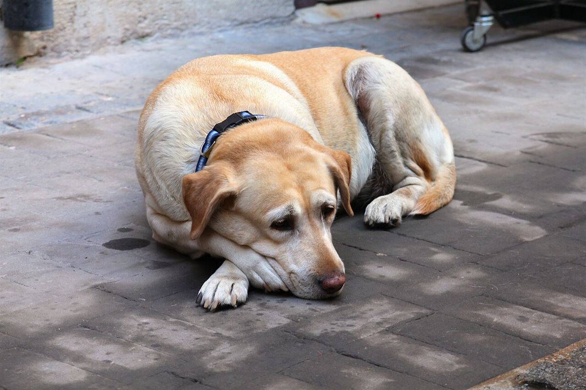 Balu, ein älterer Labrador
