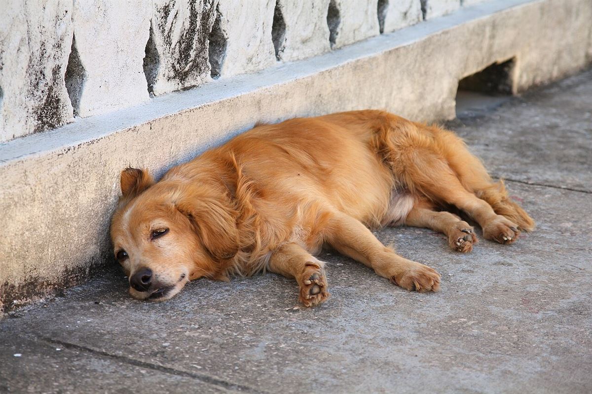 Älterer Golden Retriever schläft auf dem Boden